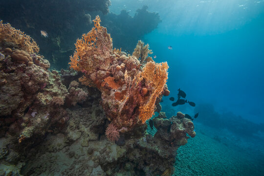 Beautiful fire coral on a vibrant reef underwater in the Red Sea