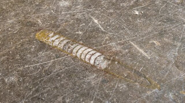 Slow zoom of stone floor with a fossilized shell of an extinct straight-shelled cephalopod from the Ordovician period, an ancient petrified marine invertebrate embedded in natural stone