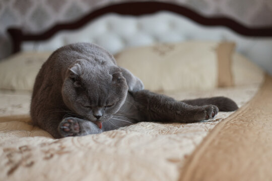 Adorable Scottish Fold cat with distinctive folded ears and vivid orange eyes carefully washing itself with its tongue, capturing a charming moment of feline grooming, cleanliness, and natural pet beh