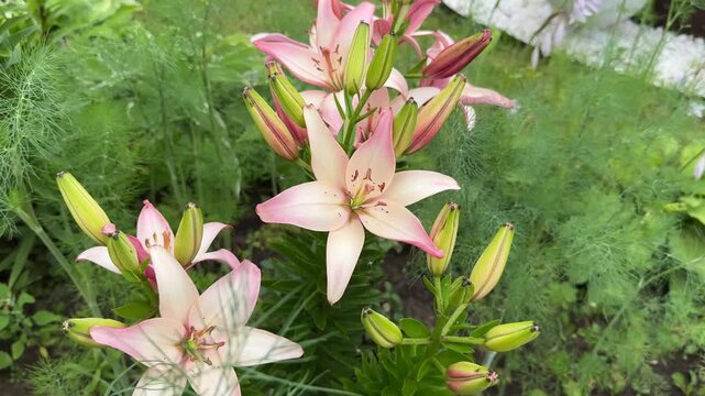 Delicate pink Asian lily of the "Marlene" variety