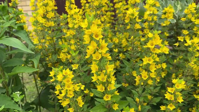 Yellow flowers of Lysimachia punctata