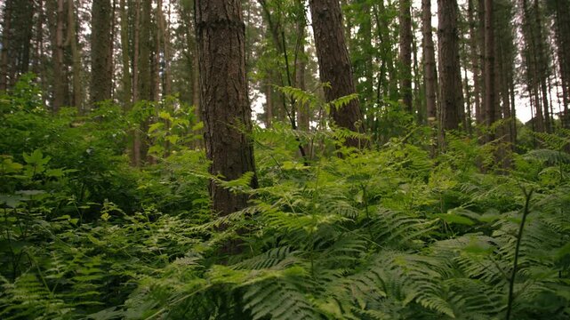 Pine trees with fern leaves with old tree trunk in forest