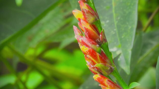 Macro shot of flaming sword bromeliad vriesea carinata flower buds