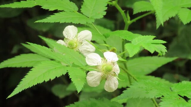 White rubus blossom with natural green background