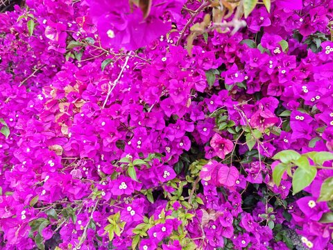 Pinkfarbene Blume auf La Palma