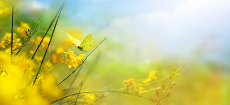 Yellow butterfly on wildflower with blurred bokeh background and copy space. Spring summer banner for nature design.