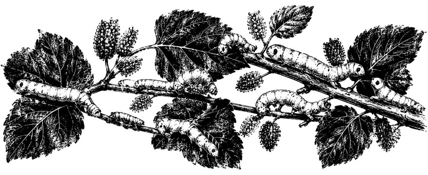 Vintage botanical and scientific illustration showing silkworm caterpillars feeding on mulberry leaves, representing silk production, entomology, and natural life cycles.