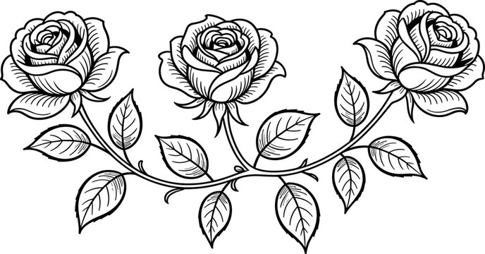 Vintage engraved rose branch vector illustration with beautiful detailed flowers leaves and thorns isolated on white background