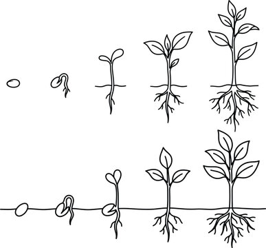 Botanical growth stages illustration showing seed germination and plant development from seedling to mature sprout with germination botanical development seedling agriculture gardening