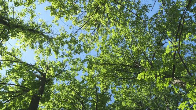 Look up through green tree canopy against bright blue sky. Sunlight filters through fresh leaves. Trees branch upward, creating natural cathedral ceiling. Fresh spring foliage, no animals visible.