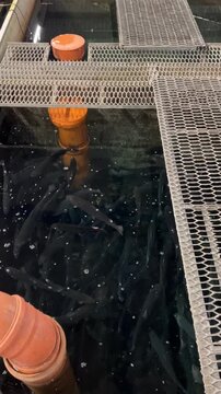 Trout farm. Business. Trout farming. Raising trout from egg to large fish. Small trout in a tank