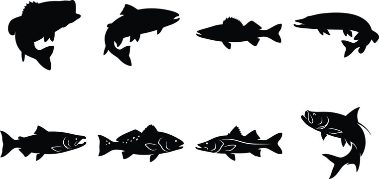 Freshwater and saltwater game fish silhouette vector set featuring bass trout pike salmon and tarpon isolated on white background