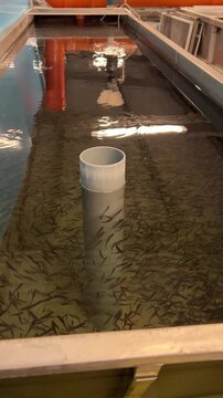 Trout farm. Business. Trout farming. Raising trout from egg to large fish. Trout fry in a tank