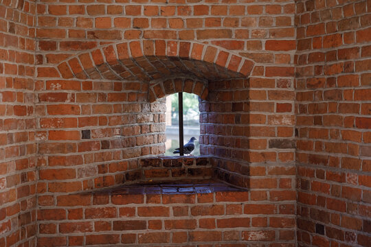 Feral pigeon Columba livia sits in a loophole window of the brick Barbican fortress in Warsaw, Poland. Historic medieval fortification wall built of red bricks in selective early morning sunlight.