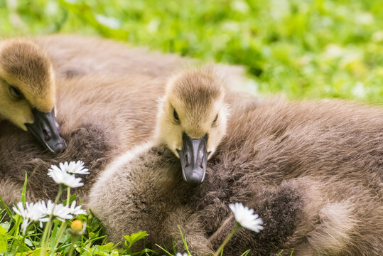 Cute gosling sitting in the green grass close up portraits of cuddling cute fluffy gosling  goose babys soft bokeh