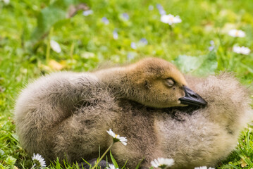 Cute gosling sitting in the green grass close up portraits of cuddling cute fluffy gosling  goose babys soft bokeh © Stephan