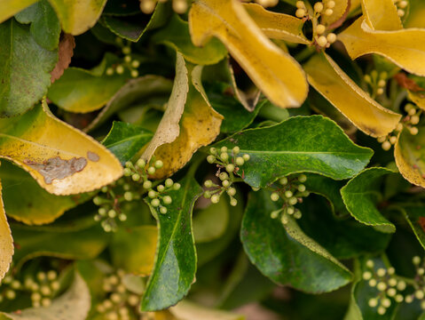 euonymus japonicus aureomarginatus variegated leaves and green berries close up