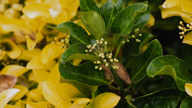 euonymus japonicus aureomarginatus variegated leaves and green berries close up