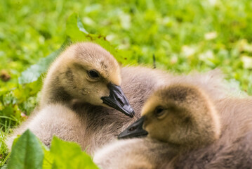 Cute gosling sitting in the green grass close up portraits of cuddling cute fluffy gosling  goose babys soft bokeh © Stephan