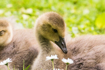 Cute gosling sitting in the green grass close up portraits of cuddling cute fluffy gosling  goose babys soft bokeh © Stephan