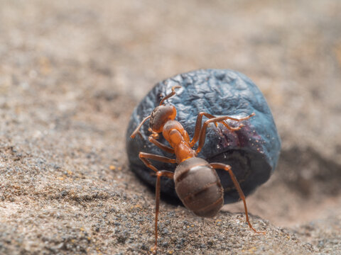 Eine Nahaufnahme einer roten Waldameise (Formica polyctena), die versucht, eine reife Heidelbeere &uuml;ber eine steinerne Oberfl&auml;che zu transportieren.