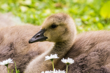 Cute gosling sitting in the green grass close up portraits of cuddling cute fluffy gosling  goose babys soft bokeh © Stephan