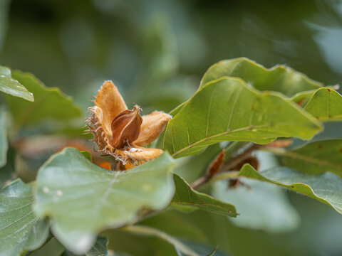Die Nahaufnahme zeigt einen kleinen Zweig einer Rotbuche (Fagus sylvatica) mit einem ge&ouml;ffneten Fruchtbecher, in dem sich braune, reife Bucheckern befinden.