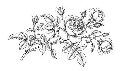 Fototapeta premium Hand-drawn black and white rose branch with buds and leaves.