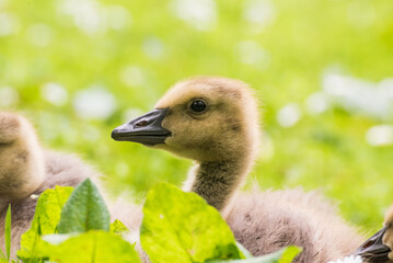 Cute gosling sitting in the green grass close up portraits of cuddling cute fluffy gosling  goose babys soft bokeh © Stephan