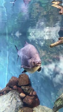 Large Pacu Fish Swimming in Freshwater Aquarium
