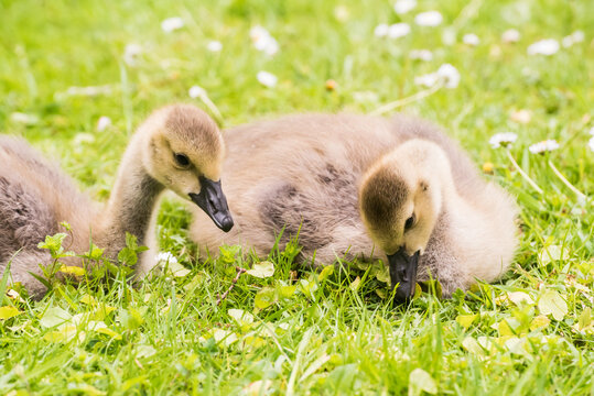 Cute gosling sitting in the green grass close up portraits of cuddling cute fluffy gosling  goose babys soft bokeh