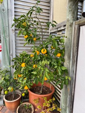 Potted citrus tree with ripe fruit in terrace planter beside wooden trellis and succulents