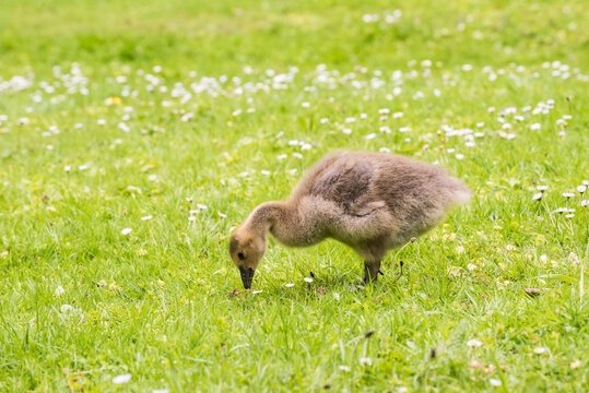 Cute gosling sitting in the green grass close up portraits of cuddling cute fluffy gosling  goose soft bokeh