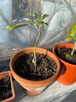 Photo of a grafted avocado seedling growing in a terracotta pot.