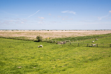Obraz premium Scenic salt marshes with grazing sheep in Nordstrand near Husum Schleswig Holstein