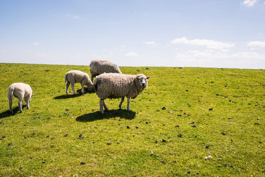 Scenic salt marshes with grazing sheep in Nordstrand near Husum Schleswig Holstein