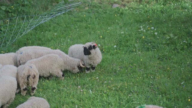 Valais blacknose sheep herd pasturing in a green mountain field in zermatt, switzerland
