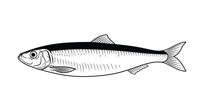 A detailed herring fish illustration in black and white presented as a clean silhouette marine ocean sea aquatic sardine silverfish