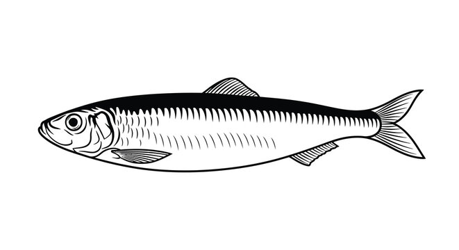 A detailed herring fish illustration in black and white presented as a clean silhouette sardine silverfish ichthyology marine oceanic aquatic