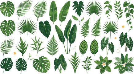 Tropical leaf vector illustration collection featuring green monstera palm banana fern and exotic jungle plant elements isolated on white background ©  Jahangir