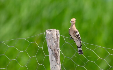 A Eurasian Hoopoe (Upupa epops) perched on a garden fence at Lake Erçek in Van. © selim