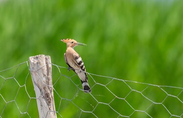 A Eurasian Hoopoe (Upupa epops) perched on a garden fence at Lake Erçek in Van. © selim