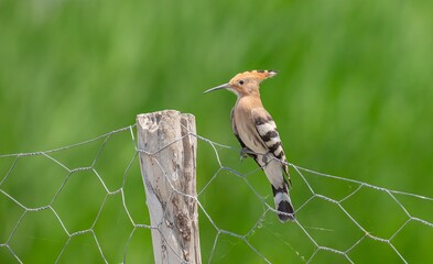 A Eurasian Hoopoe (Upupa epops) perched on a garden fence at Lake Erçek in Van. © selim