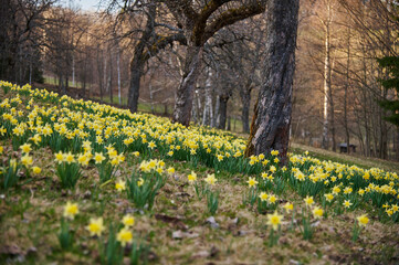 Obraz premium Yellow daffodils on wooded hillside in Krkonose in spring