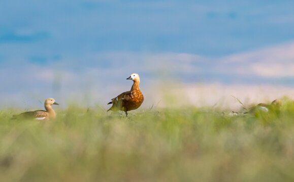 Ruddy Shelduck (Tadorna ferruginea)  Seen on the shores of Lake Er&ccedil;ek, Van.