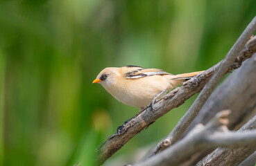 Obraz premium A large number of Bearded Reedlings (Panurus biarmicus) are found in the wetlands of Lake Erçek in Van.
