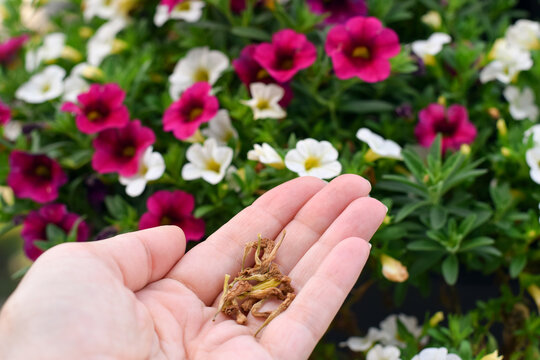 Close-up shot showing open palm holding small pile of dried brown calibrachoa flower with vibrant blooming plant in blurred background