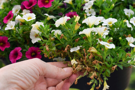 Close-up side view showing hand pinching off dried brown calibrachoa flower from blooming plant in black pot to encourage new growth