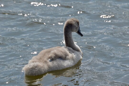 Fluffy cygnet swimming on sparkling water