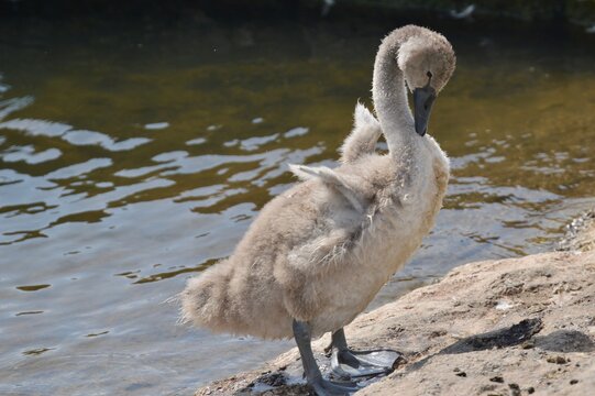 Fluffy cygnet standing on rocky shore
